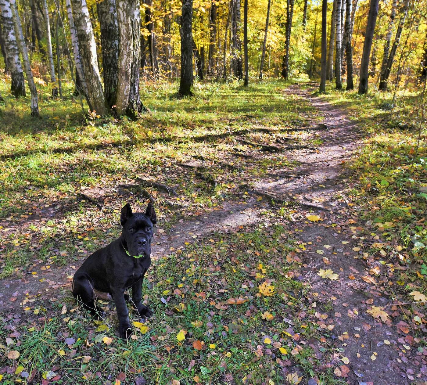 Первый октябрь в его жизни ...