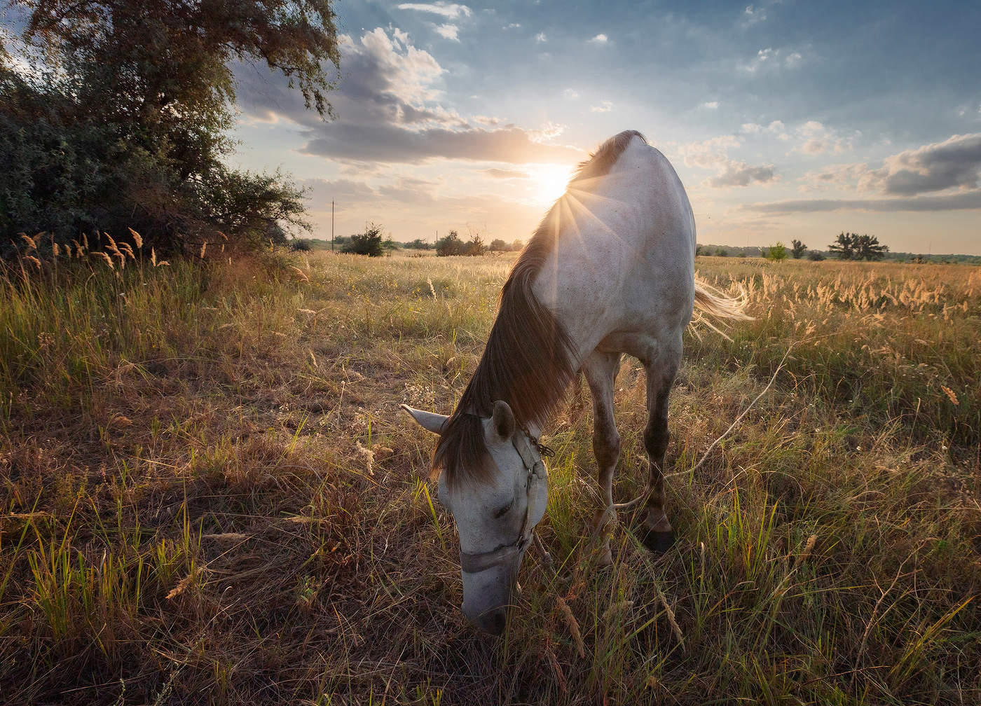 Выпас на привязи