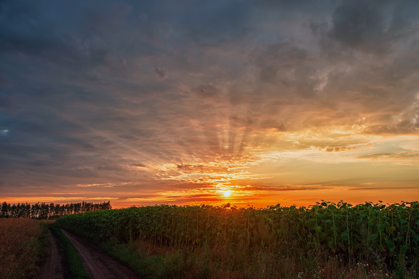 восход в полях