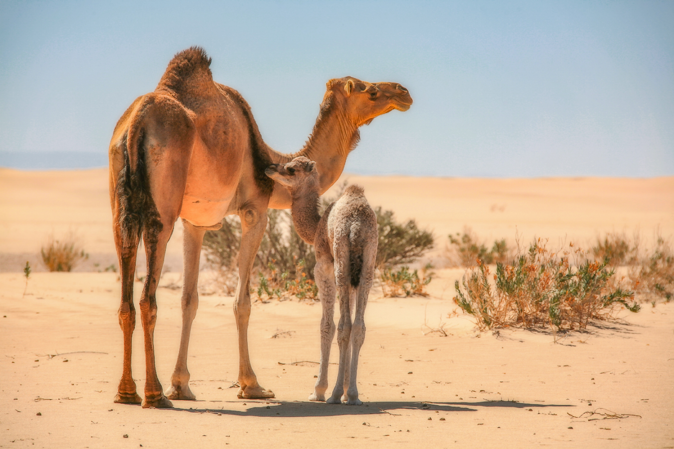 Корабль и лодочка