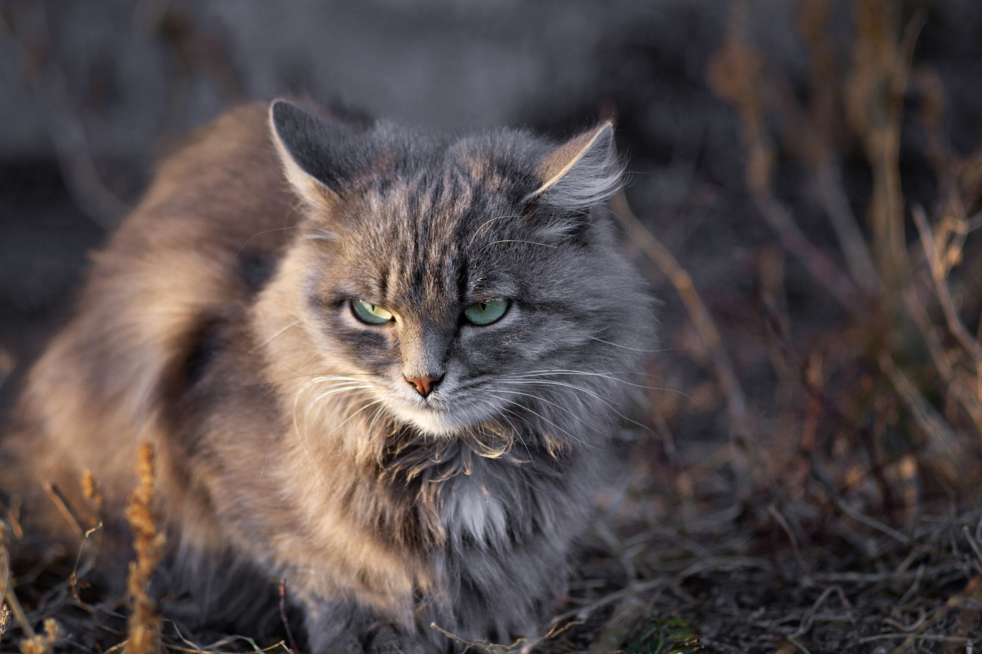 "Кошачья грусть"