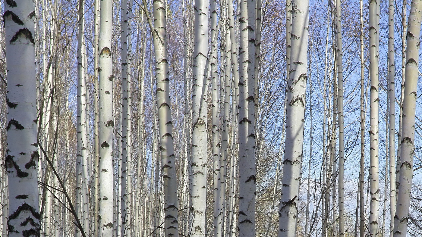 Белоствольные березы России