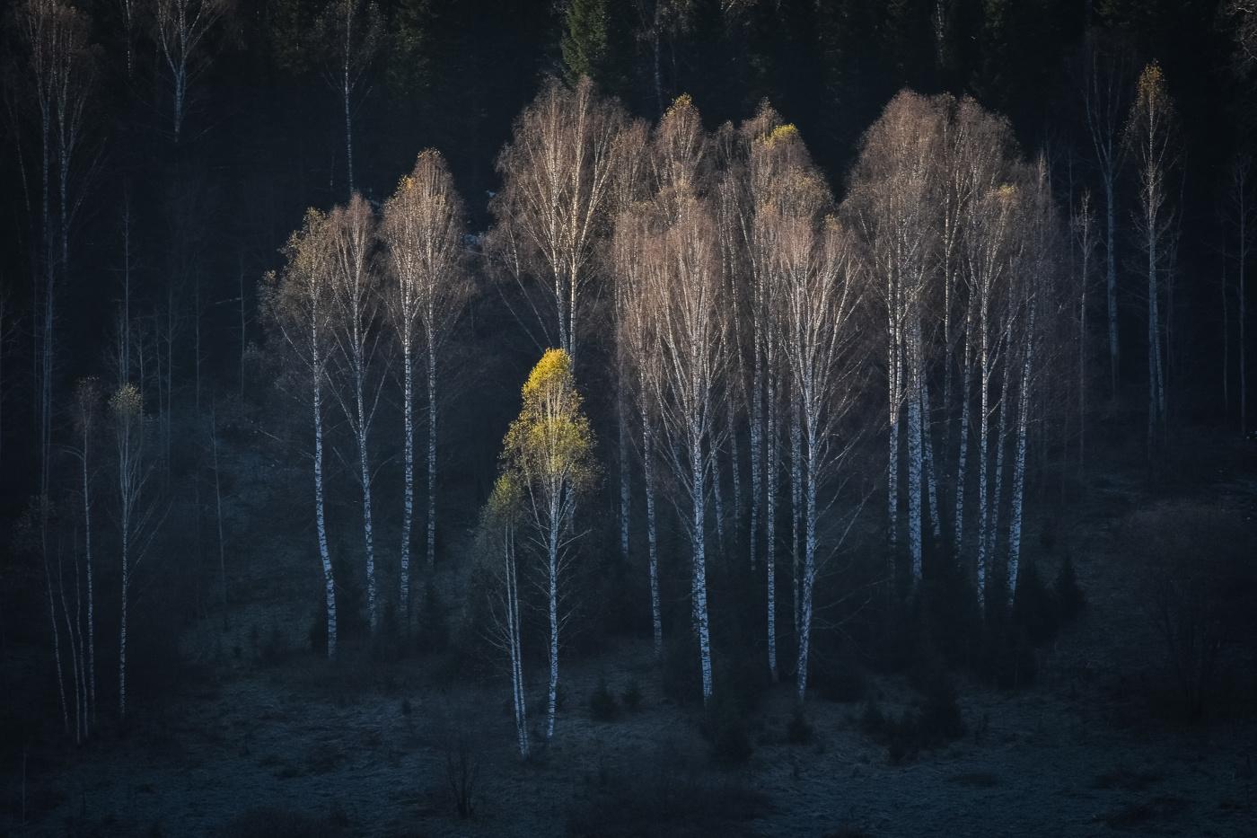 Золотой свет осенних берёз