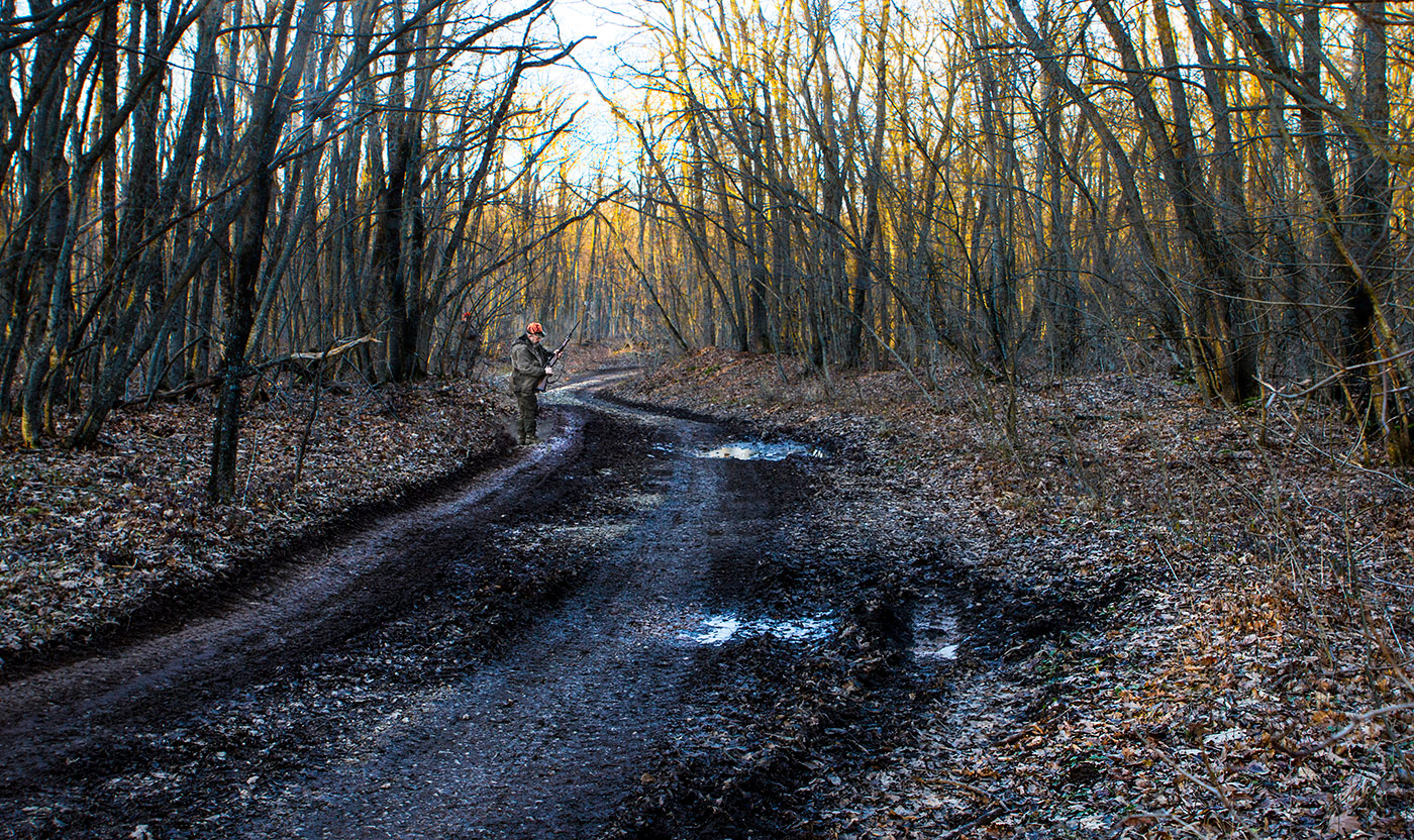 Лесная дорога