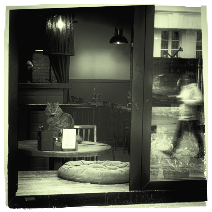 Про котов и кошек )