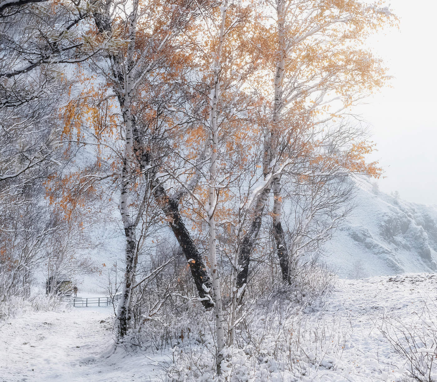 Хрупкость первого снега