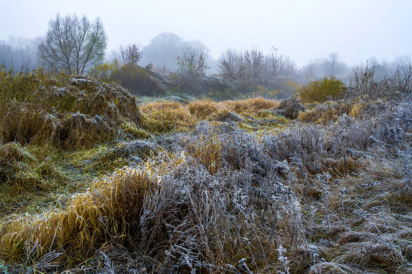 Осенние травы.