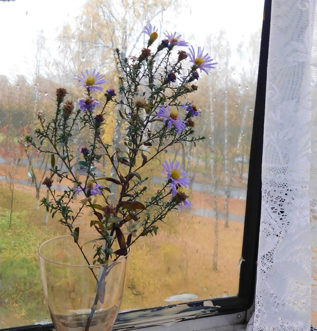 Цветы осени