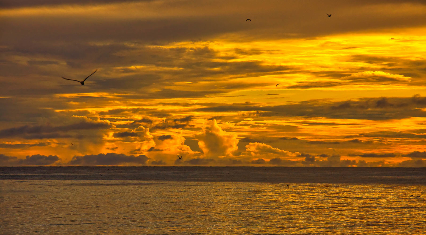 Вечер на острове Бёрд