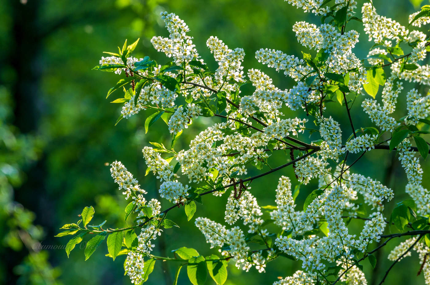 Цветение черёмухи.