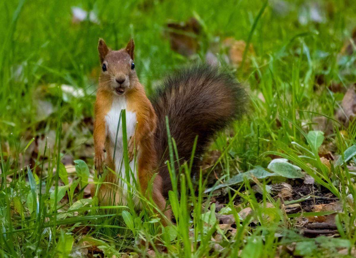 Приветствие )