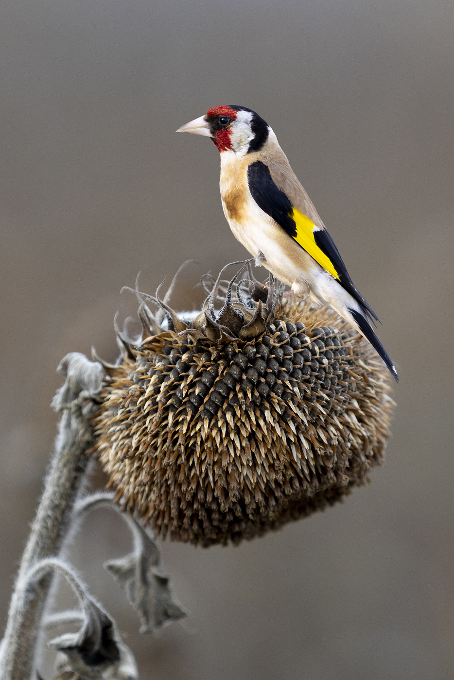 Чистильщик