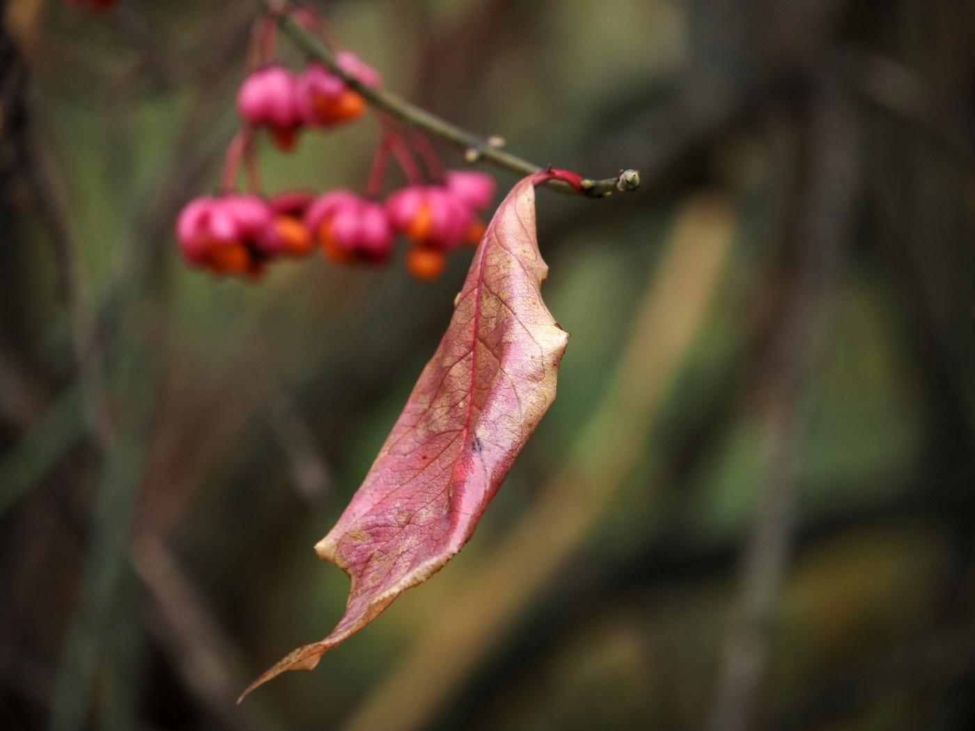 Осенний этюд