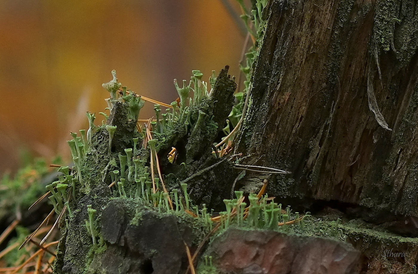 Жизнь на старом пне.