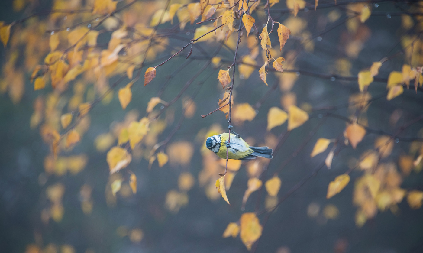 Осень в голубой дымке.