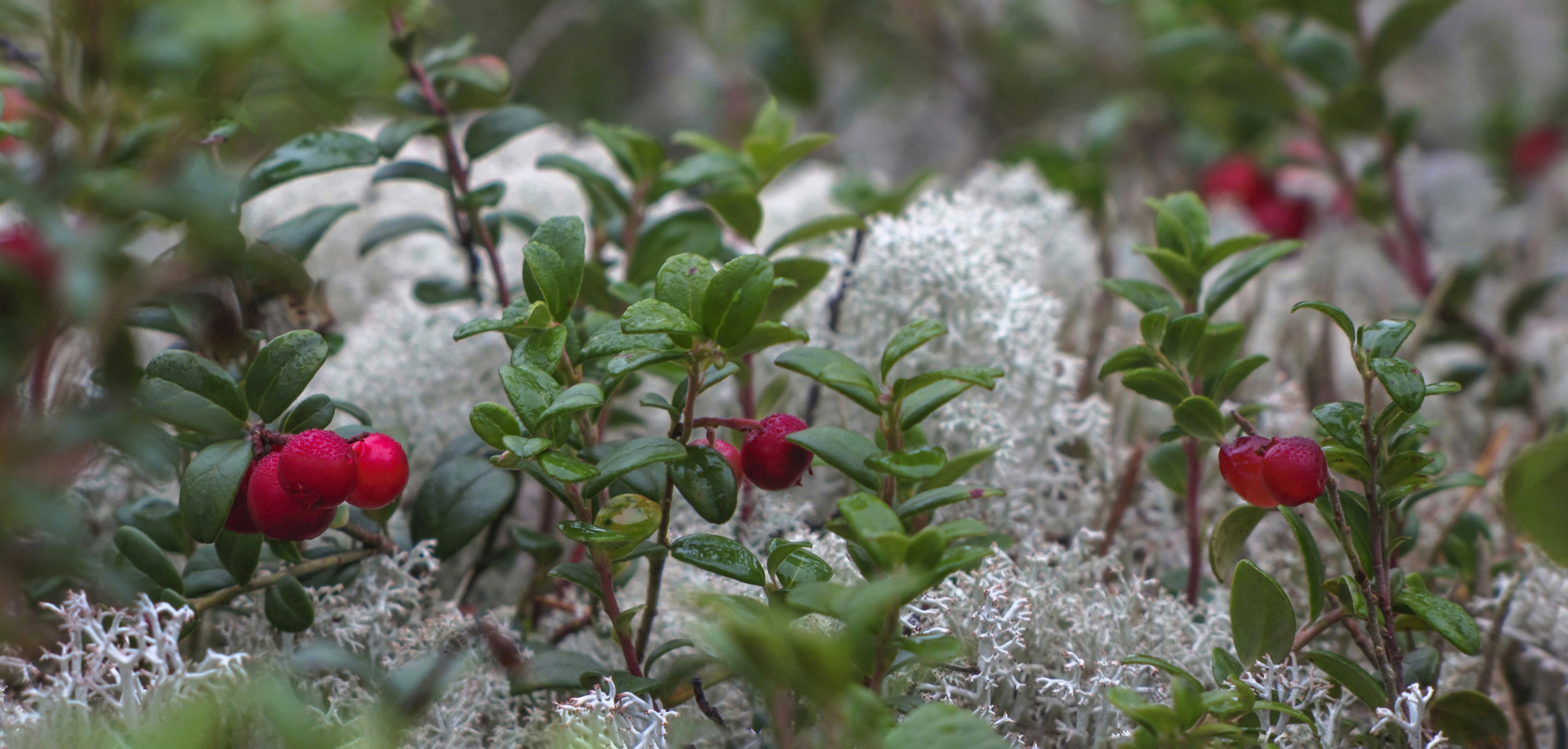 Багрянцем светится брусника спелая...