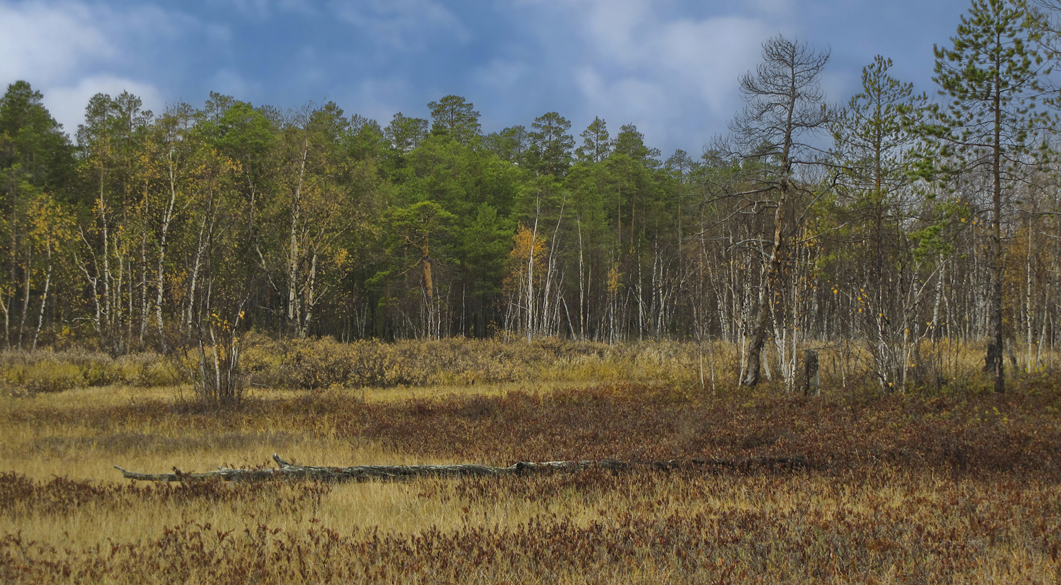 Осенней порою в болотной глуши...