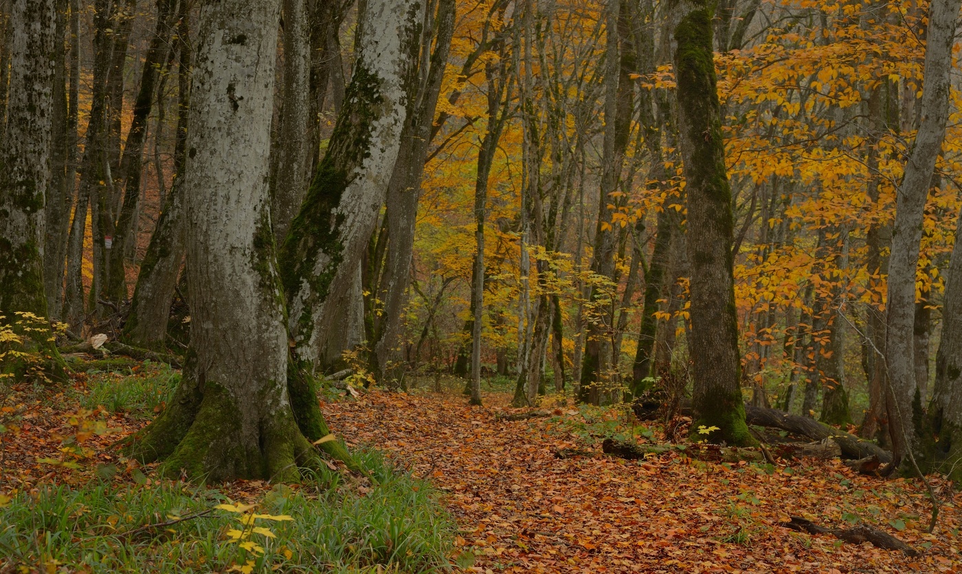 Осеннее утро