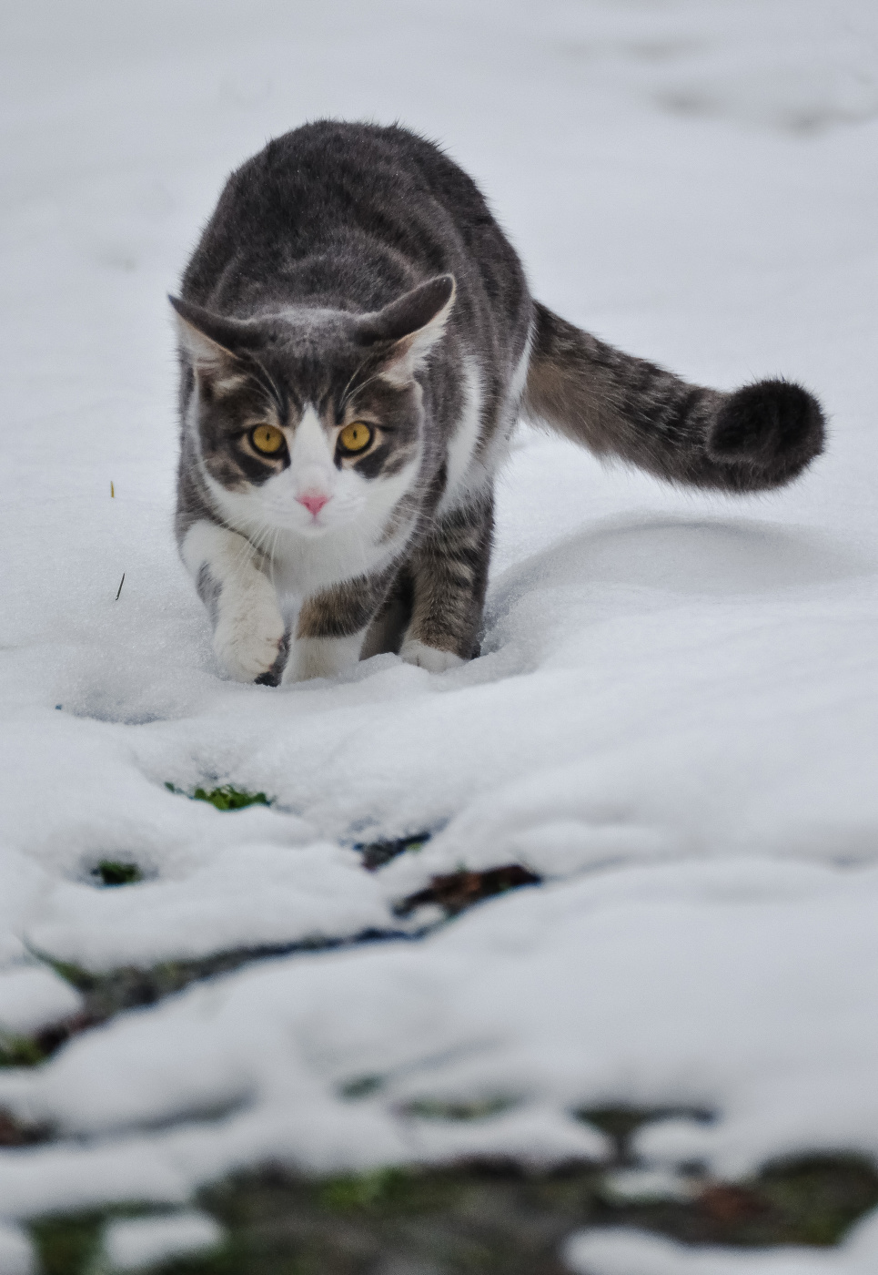 Кот и первый снег...