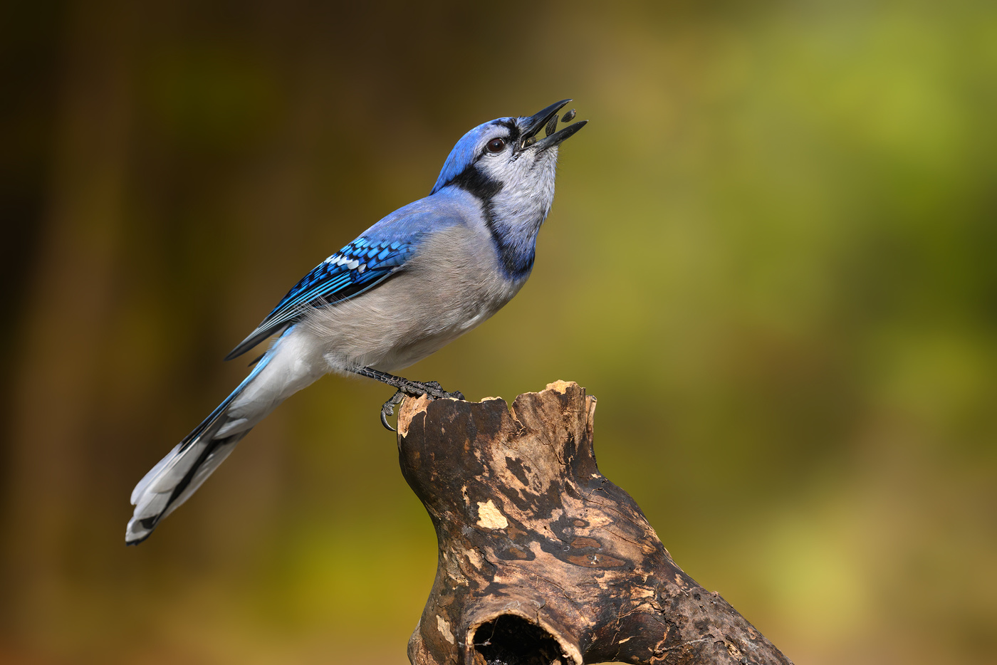 Blue Jay