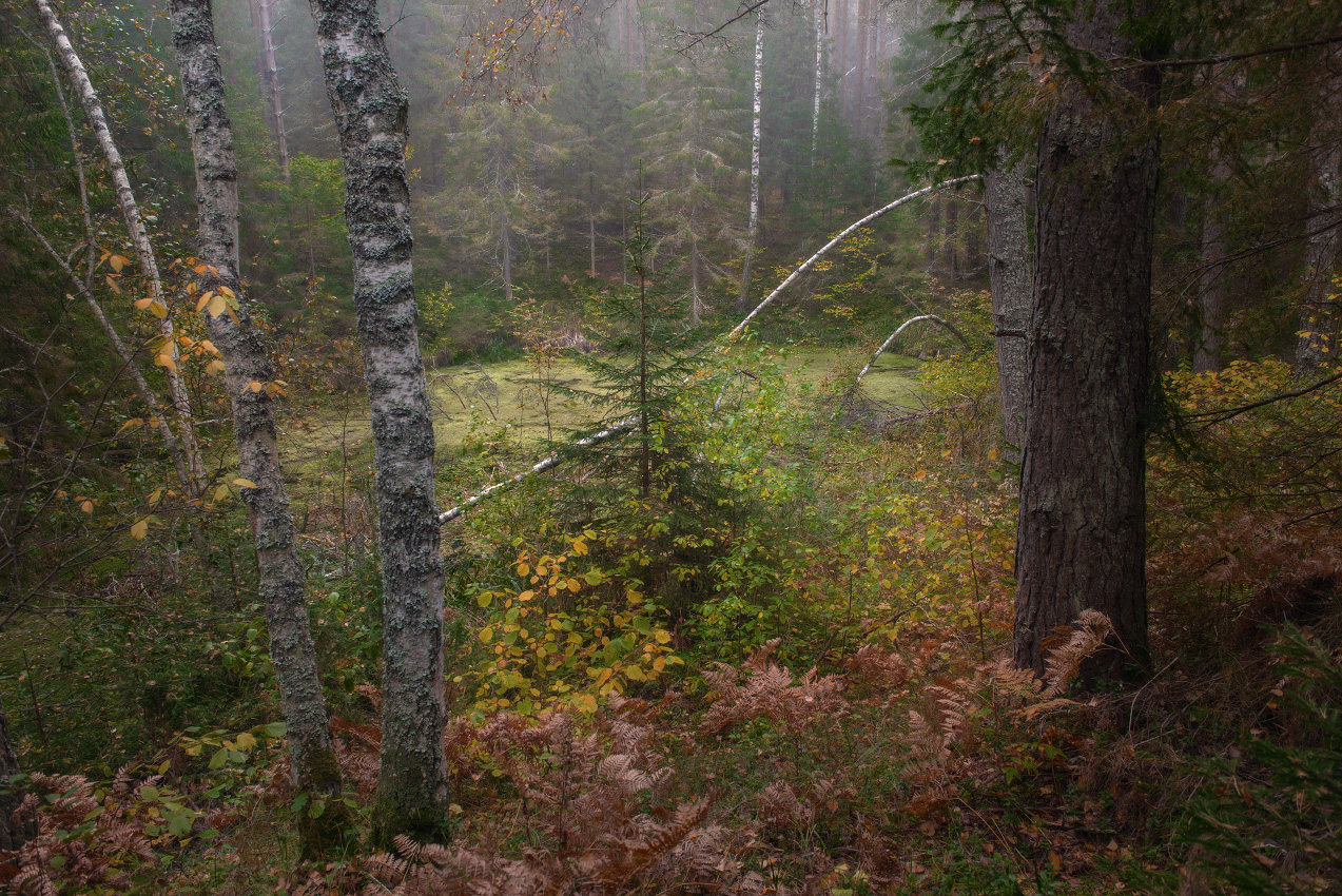Уютное место у старой провальной ямы