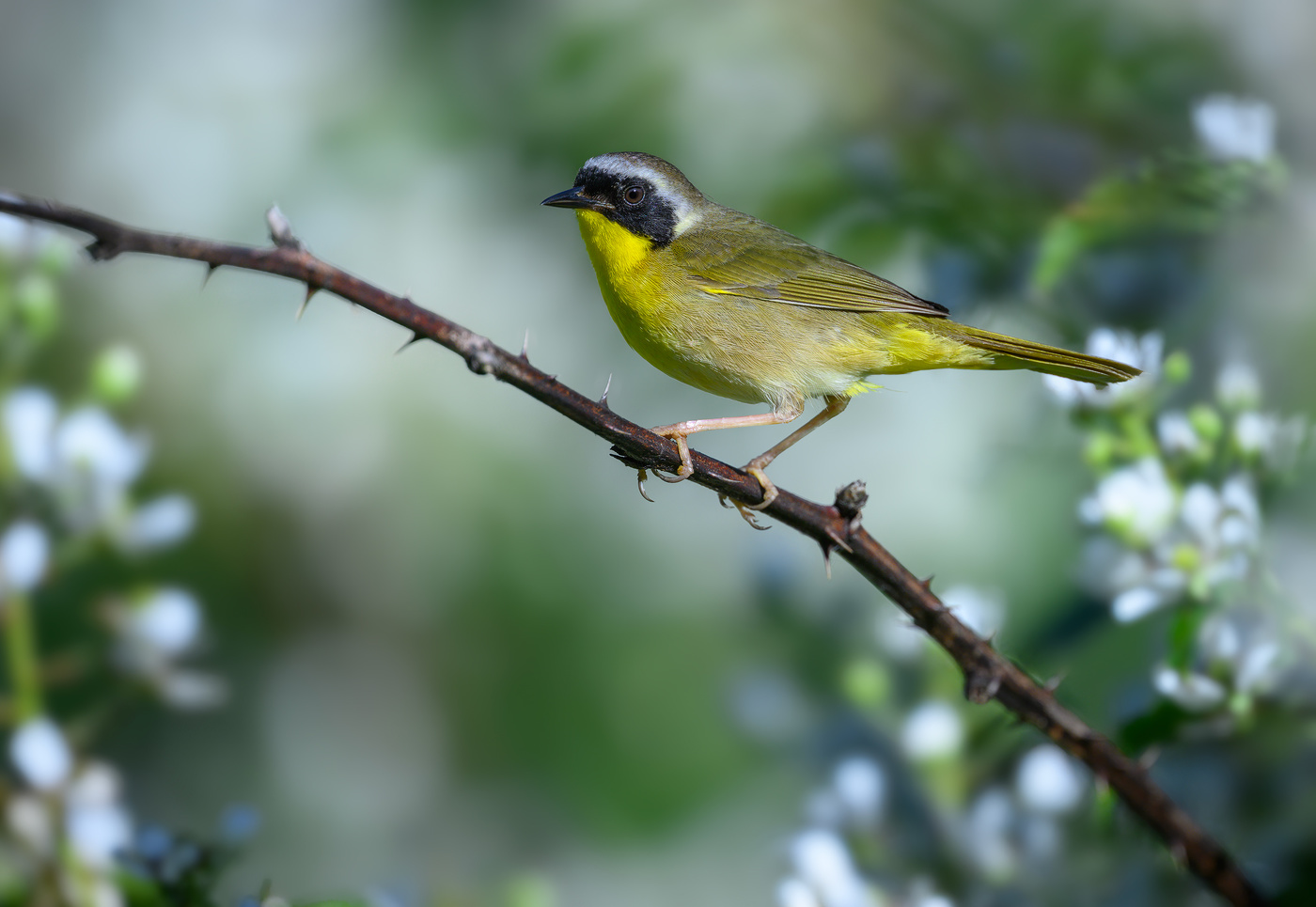 Common Yellowthroat (m)