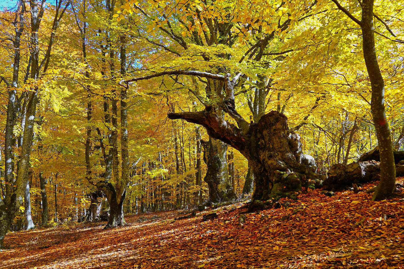 Осень в буковом лесу