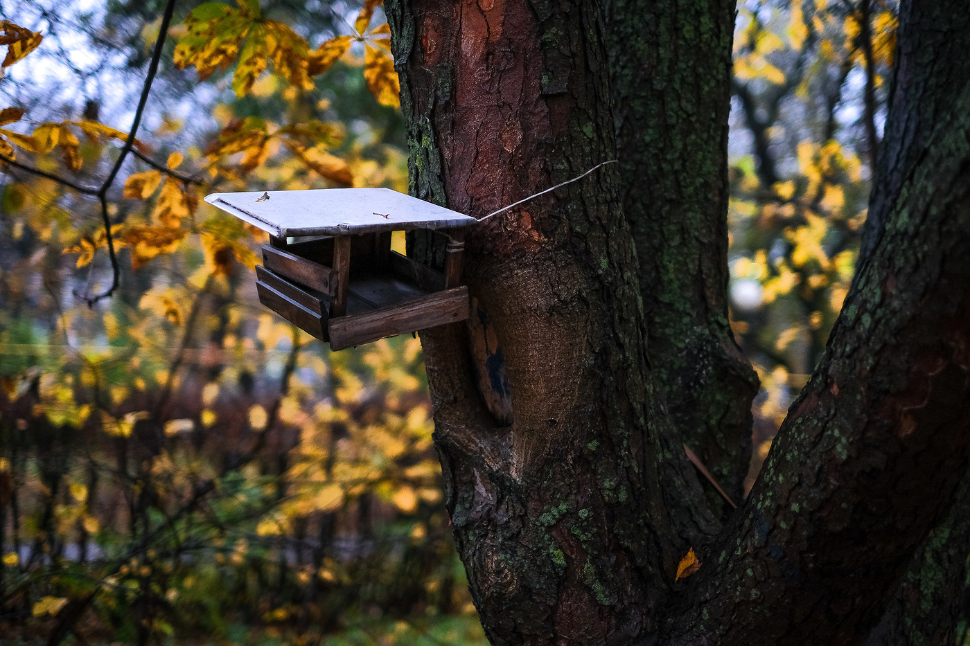 Про позднюю осень...