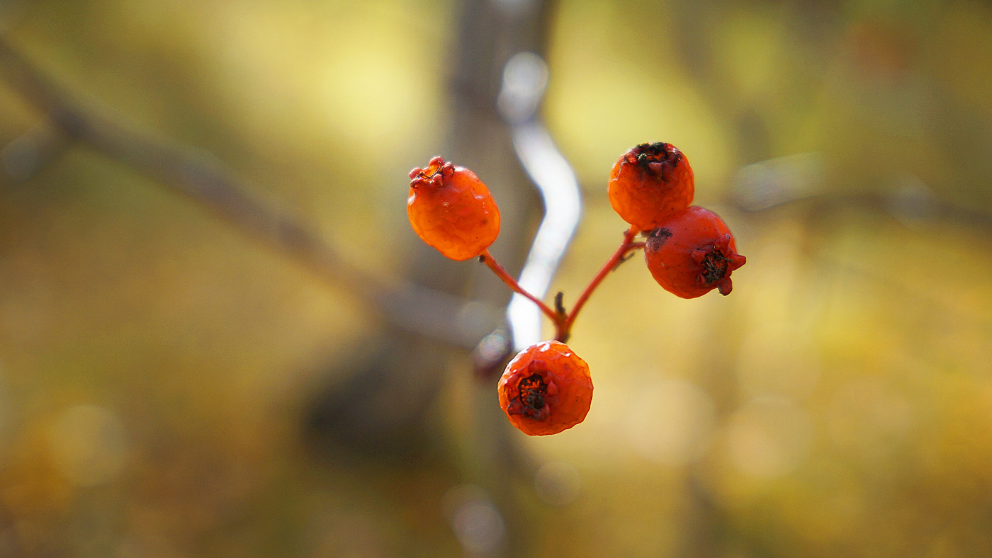 Осенние ягоды