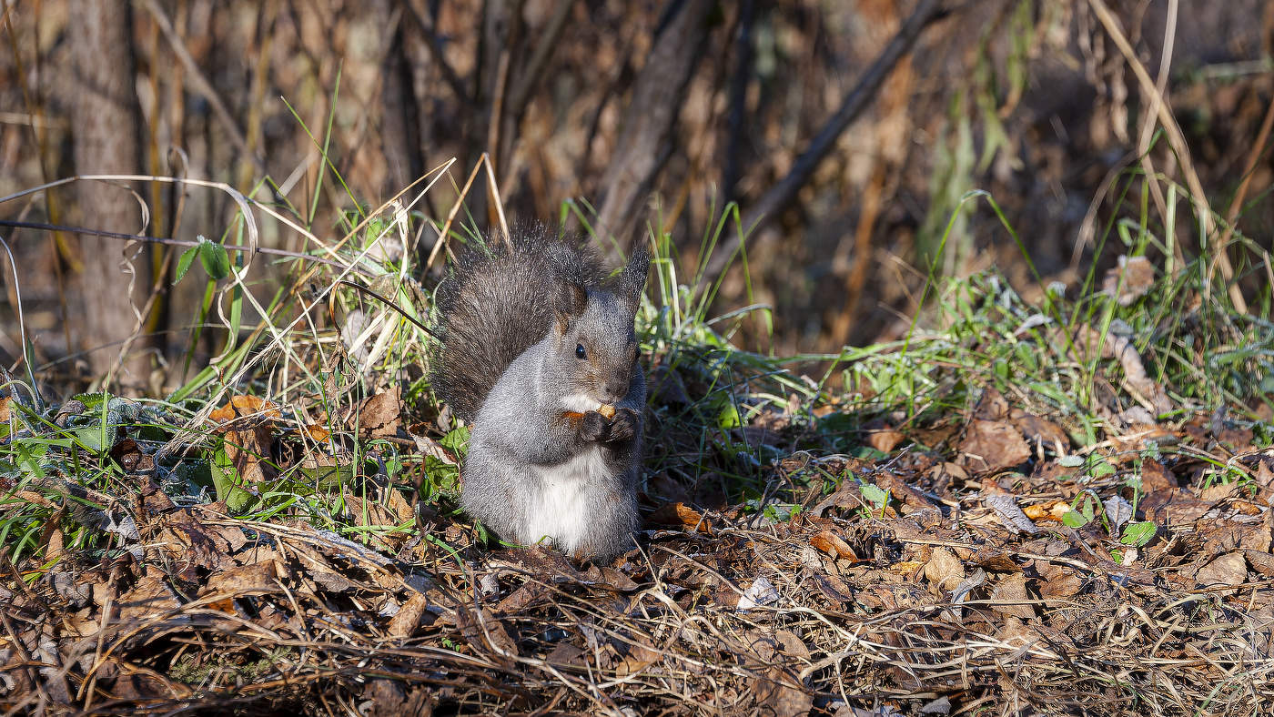 У белки перекус.