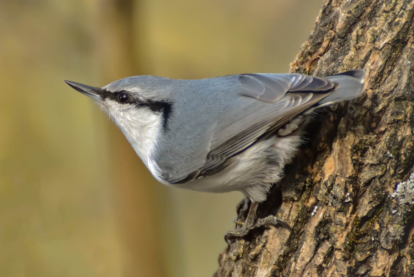 Поползень в Сибири