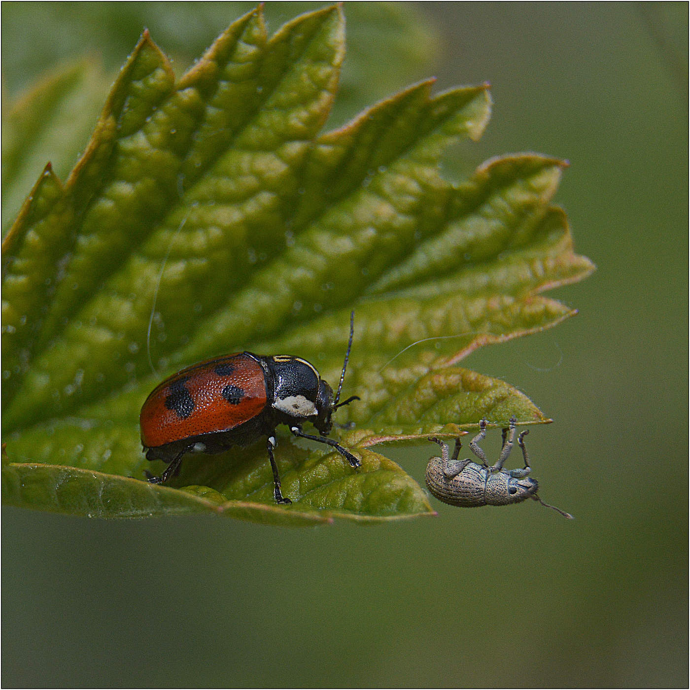 Опять ты здесь ...