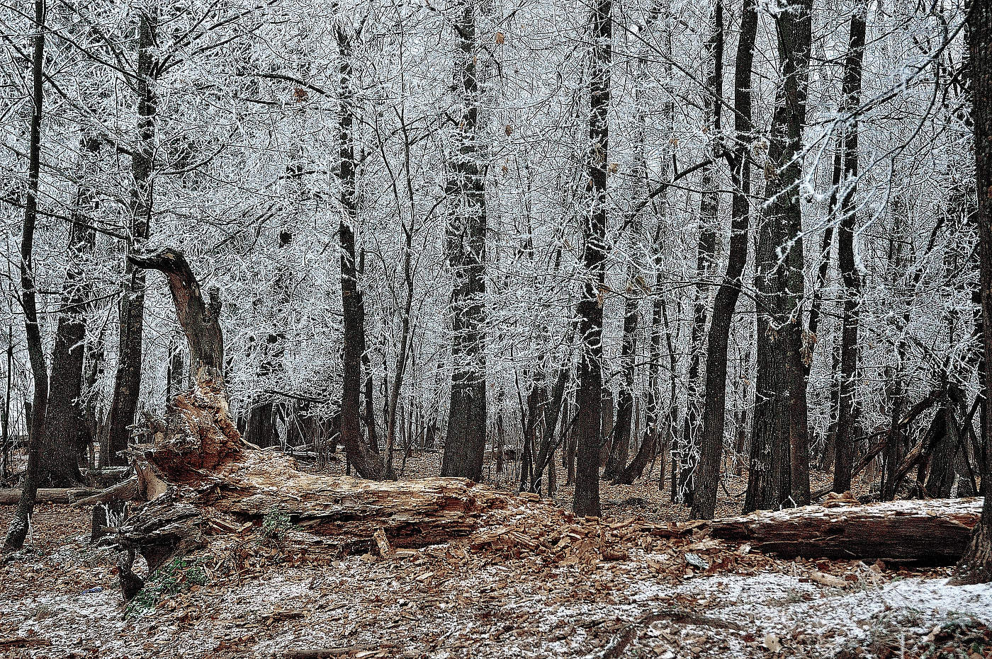 Серебряный лес