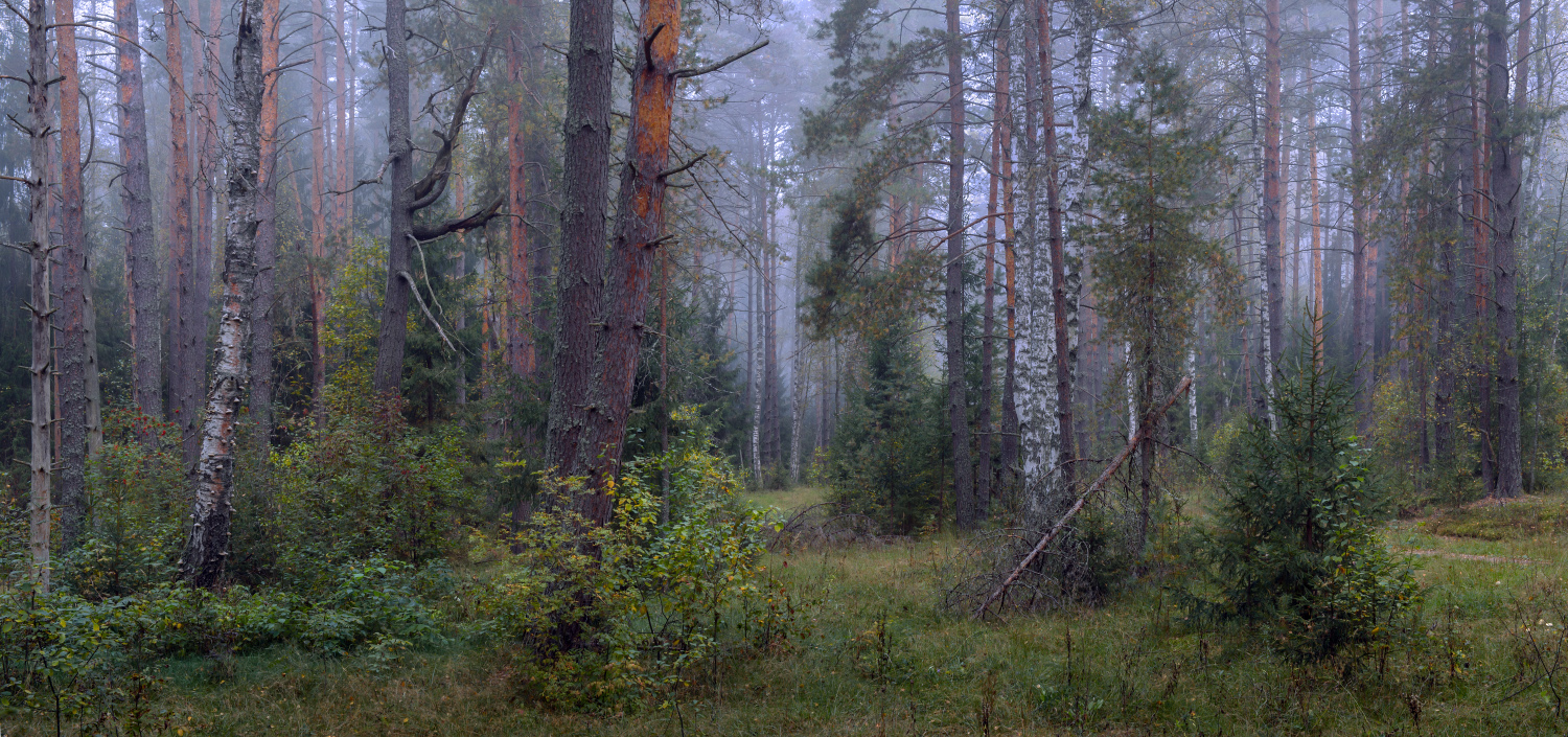 Утренний лес после дождя.