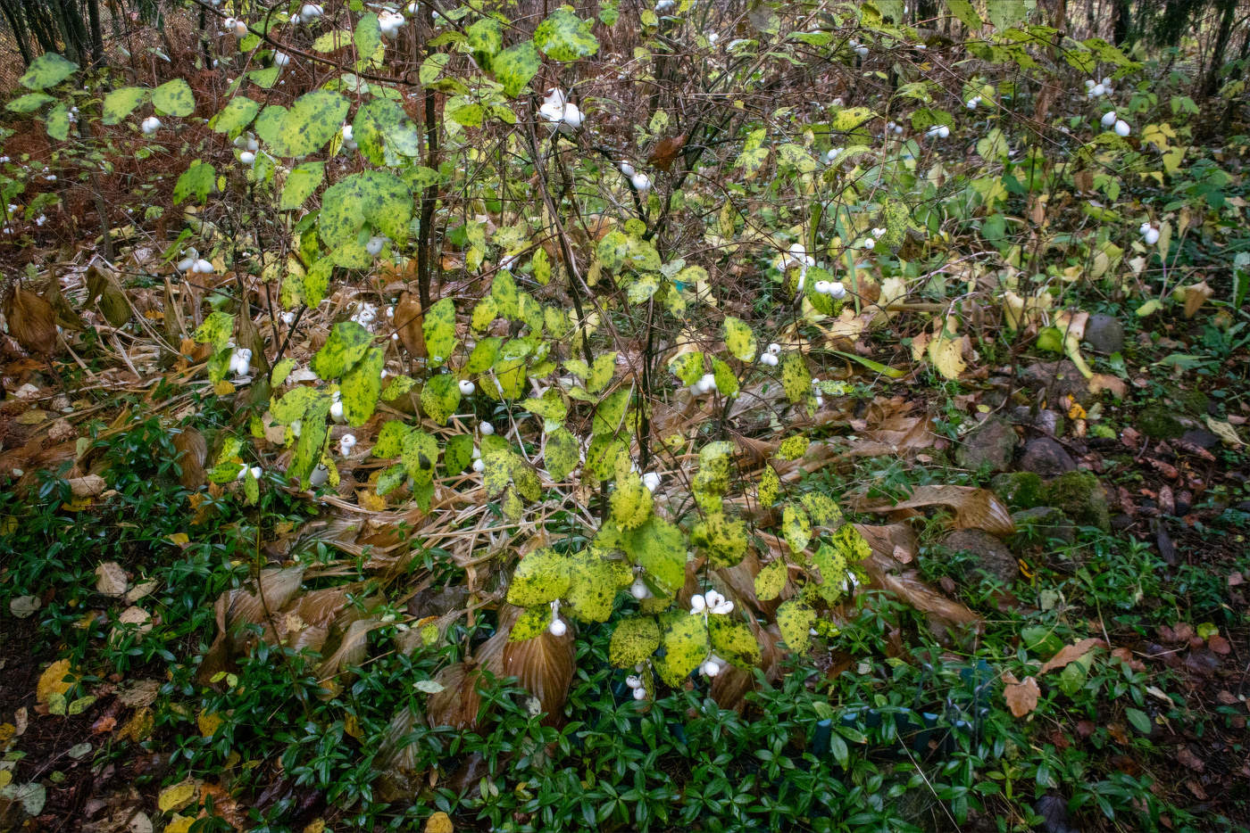 Жизнь вокруг