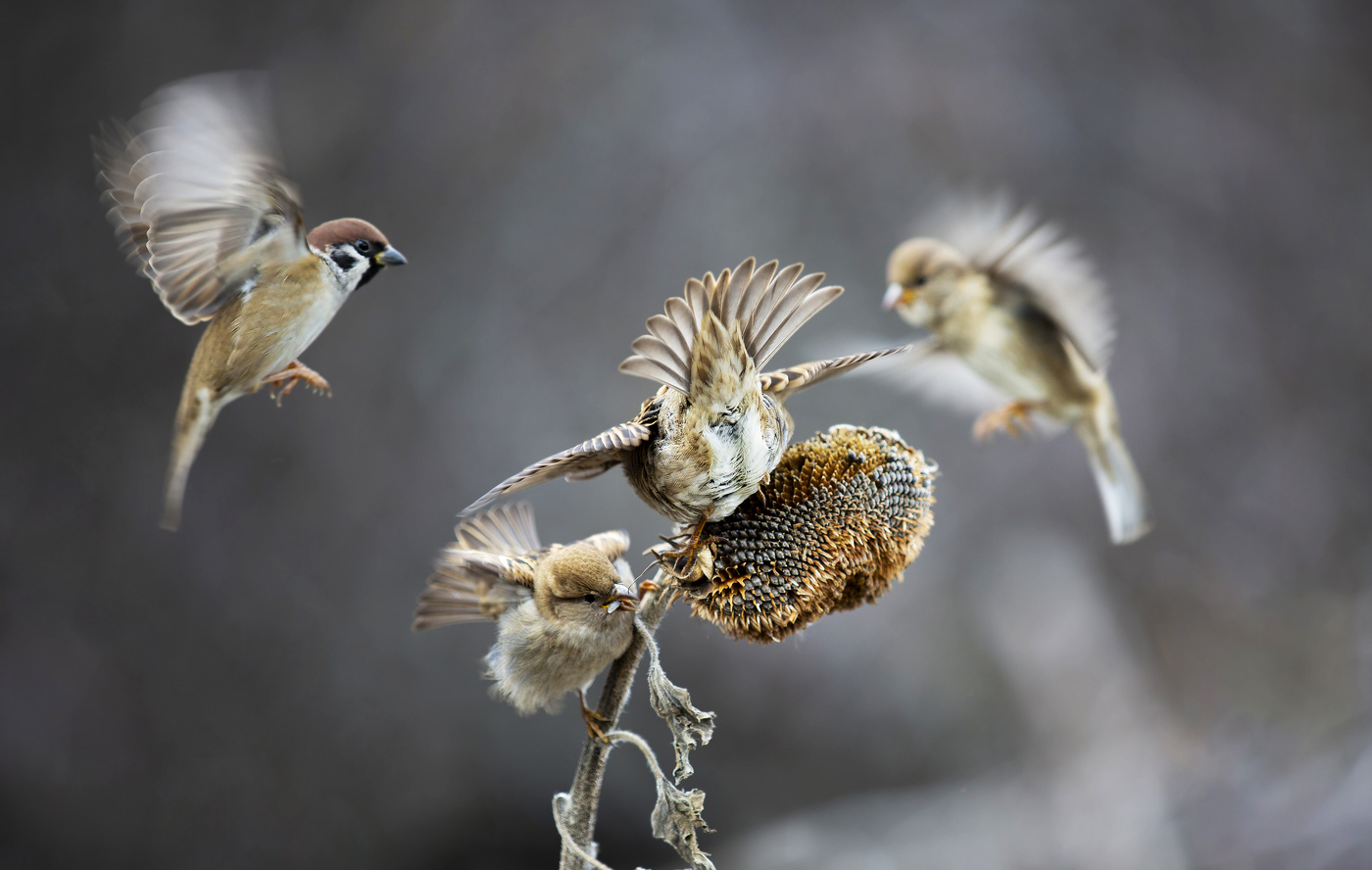 Битва за урожай