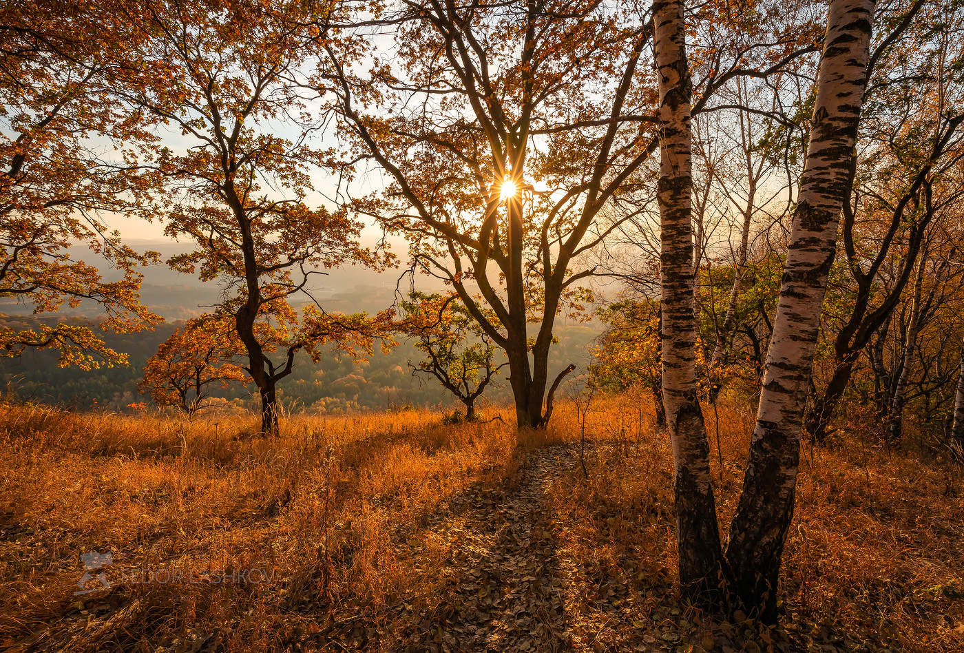 Осень в лесу