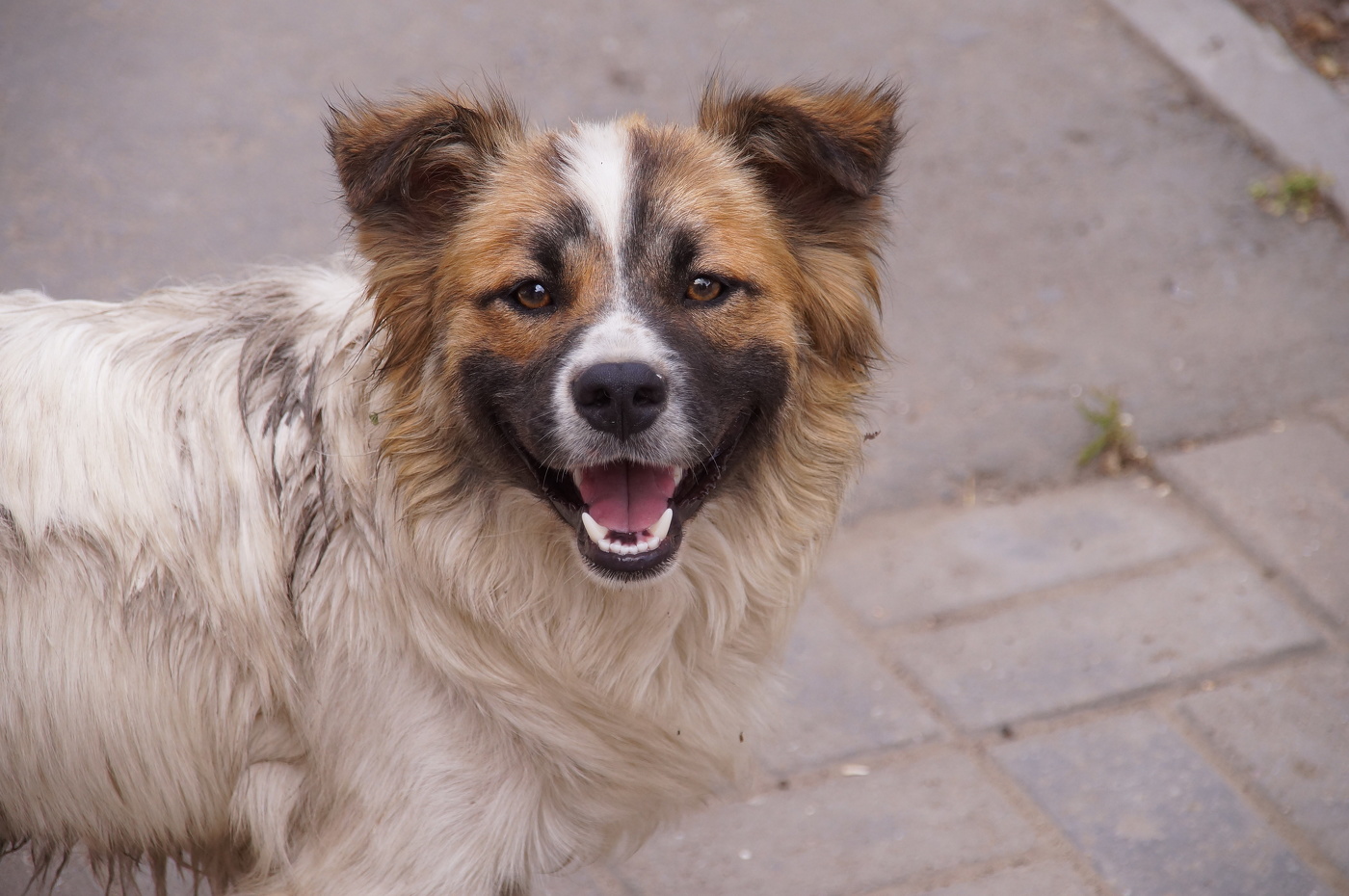 Друг человека