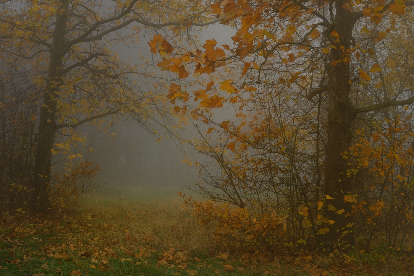 Туманное утро