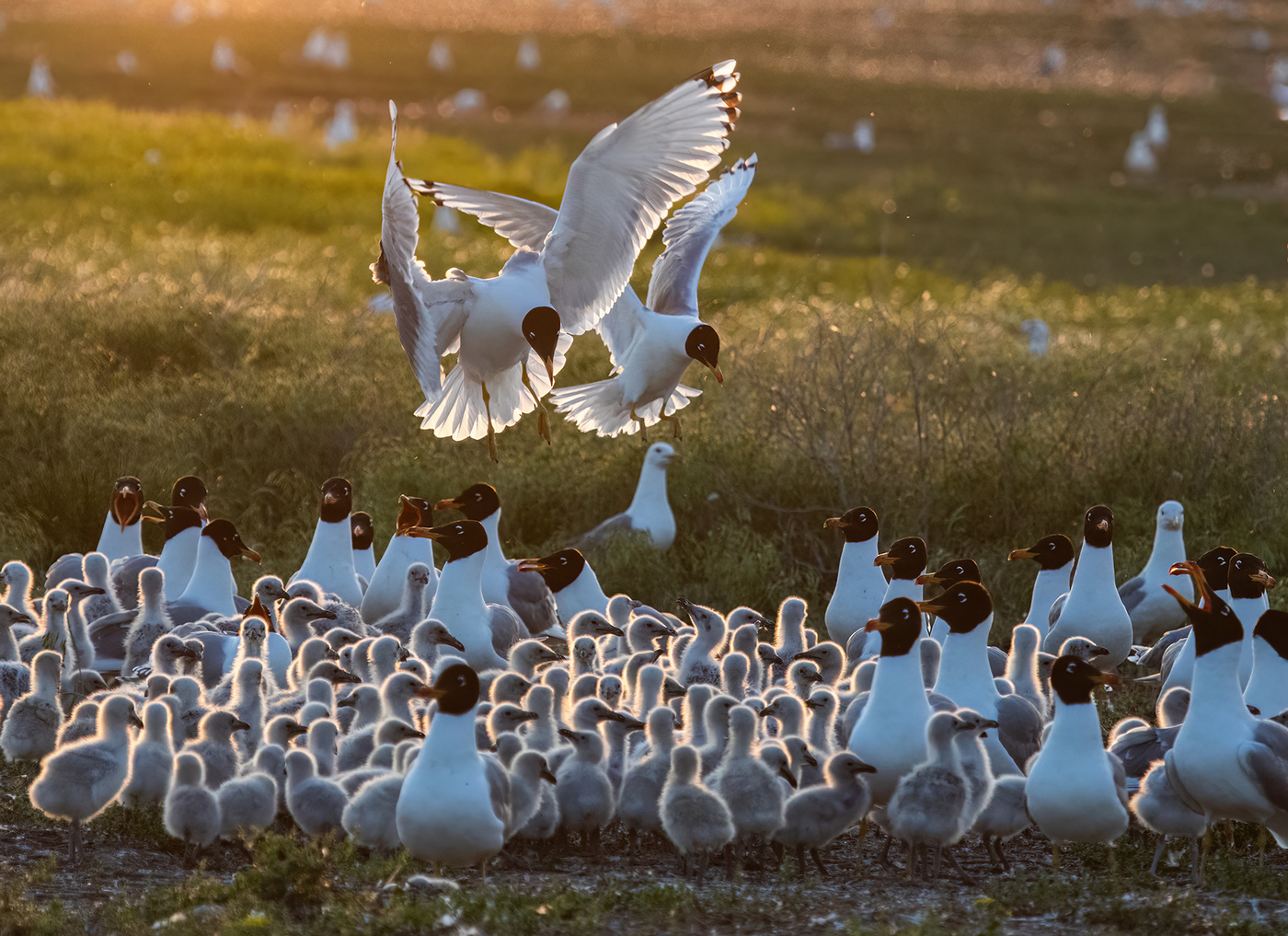 Детский сад
