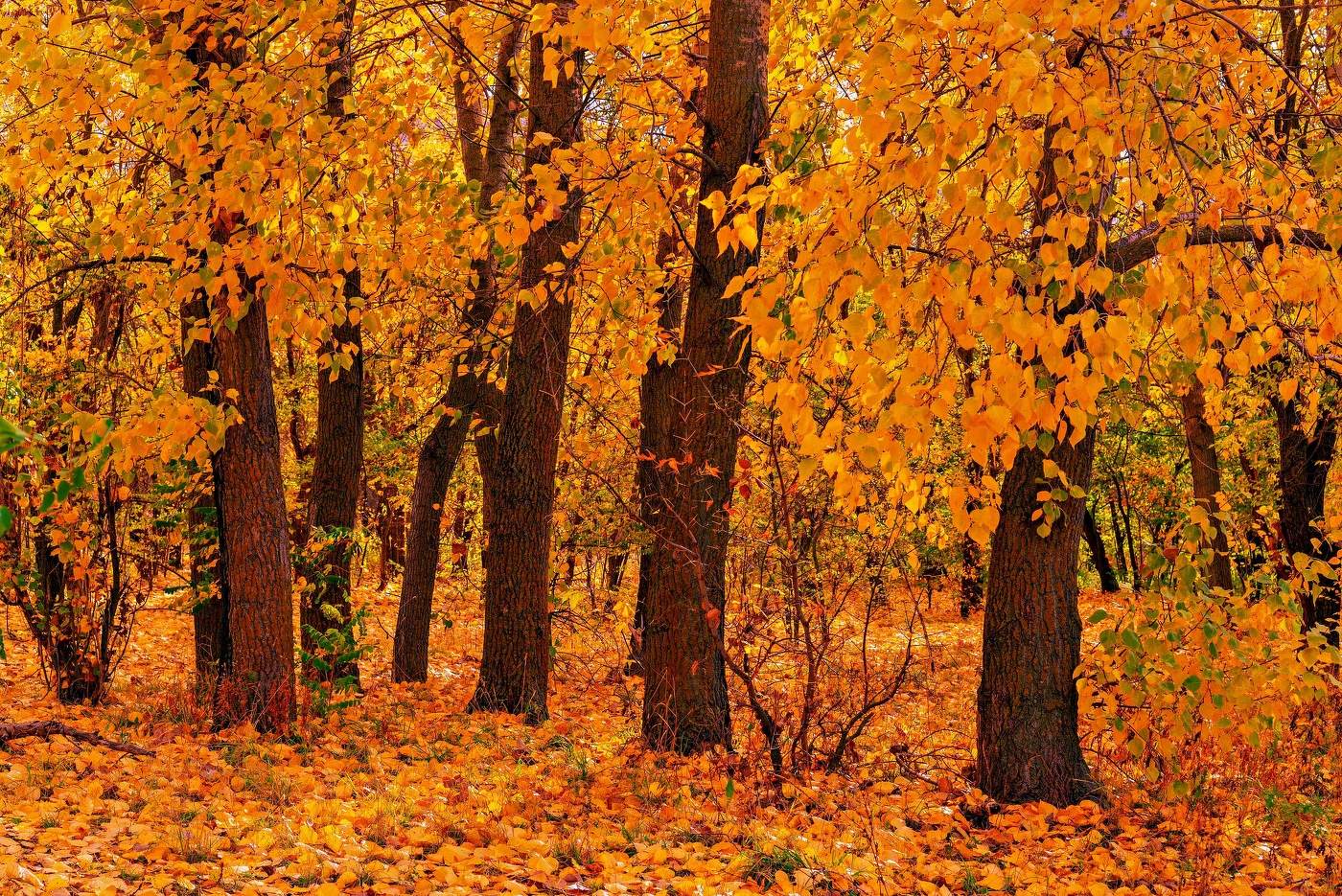 Желто-рыжий листопад нас разлучает с теплым летом.