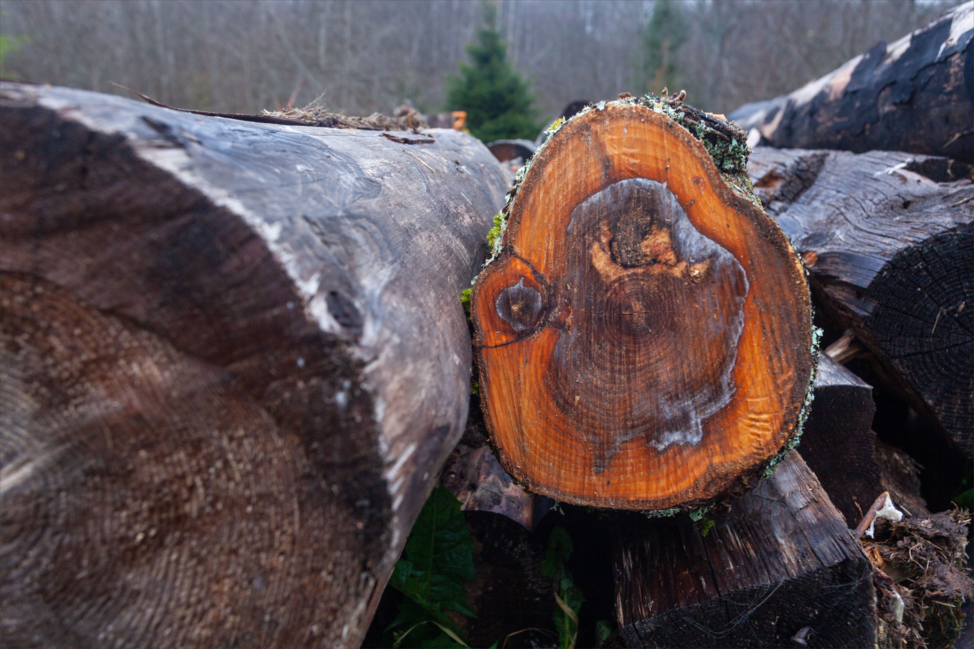 Жизнь вокруг