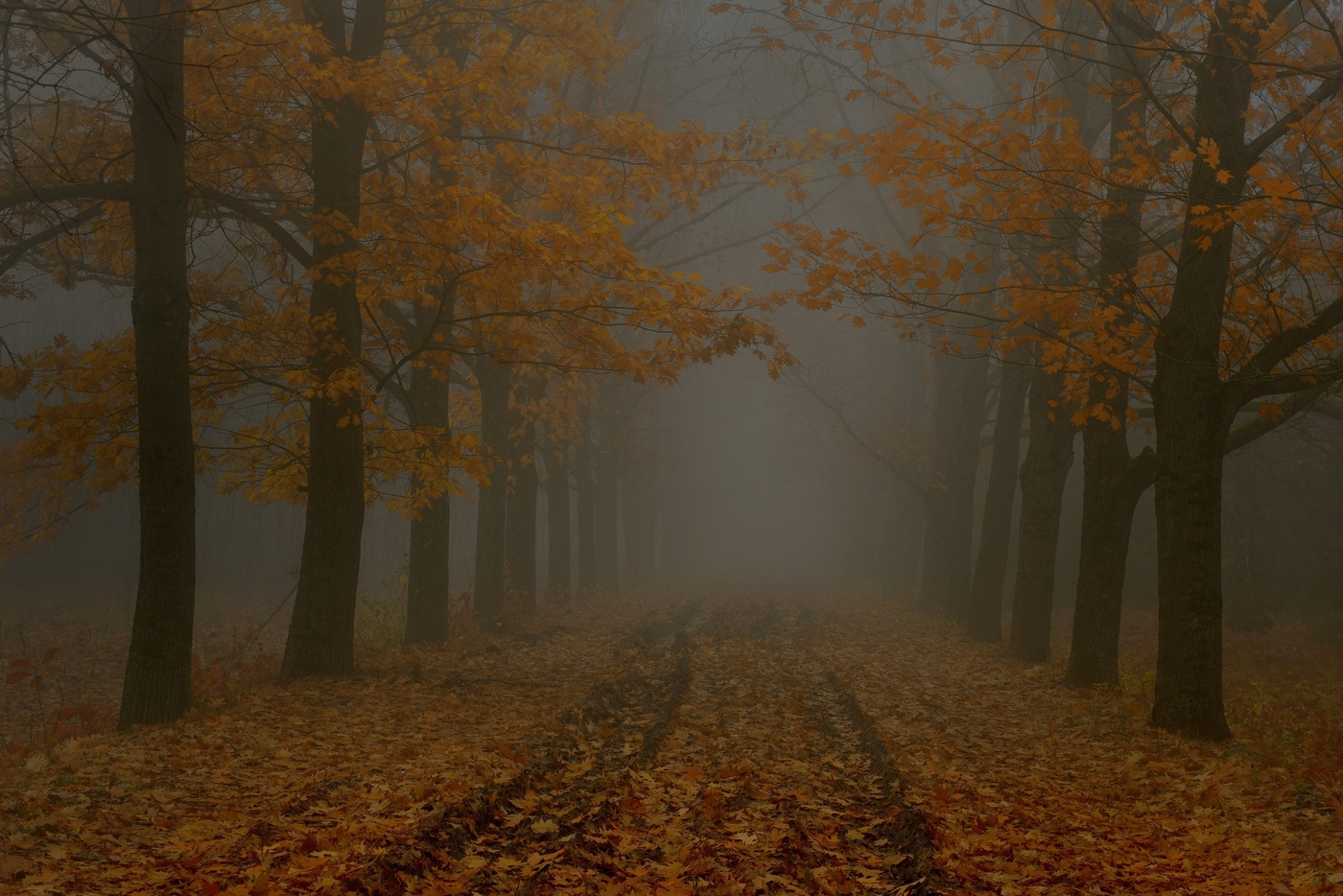 Осенняя дорога