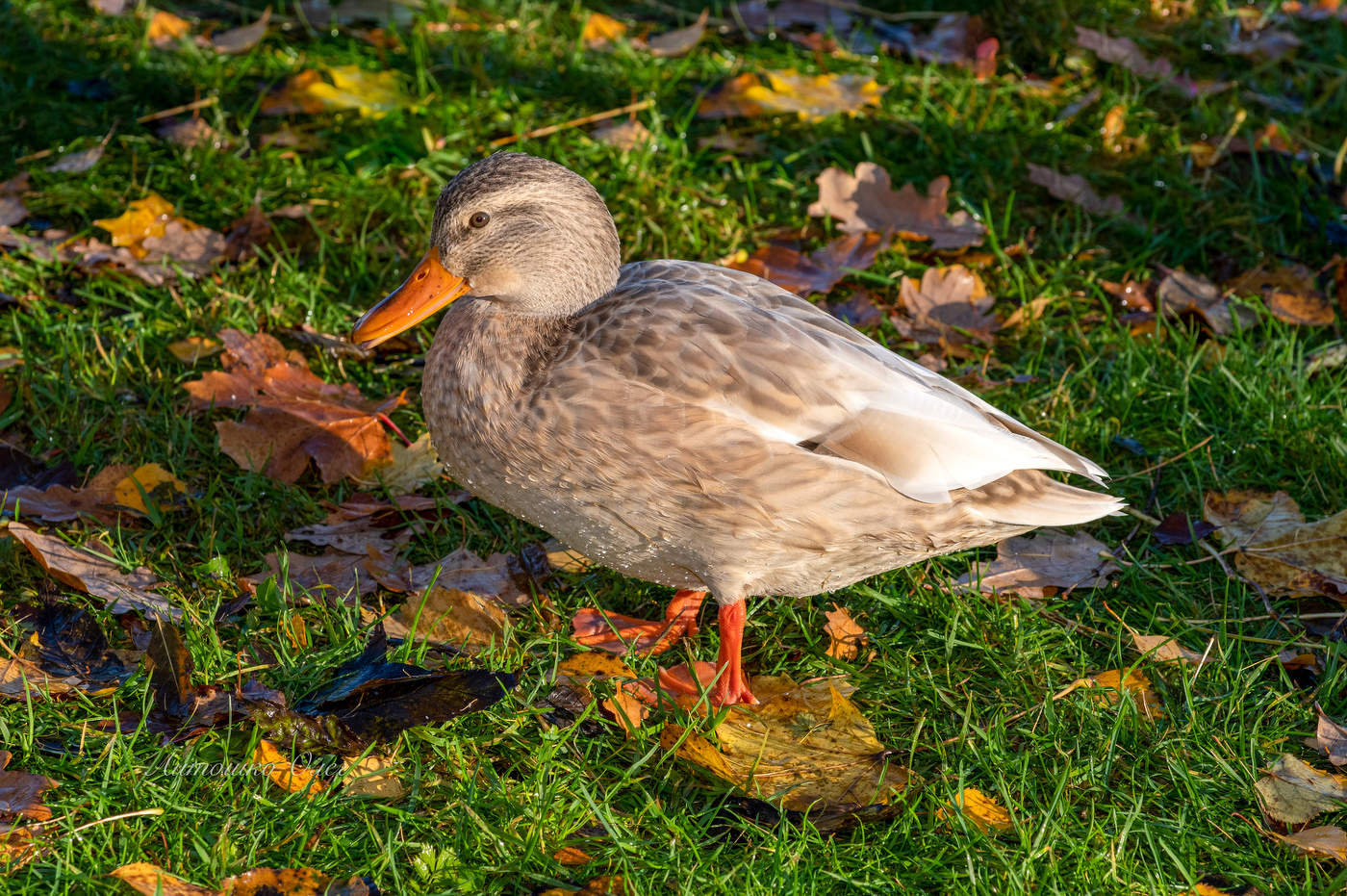 Гатчина. Осень. Кряква альбинос.