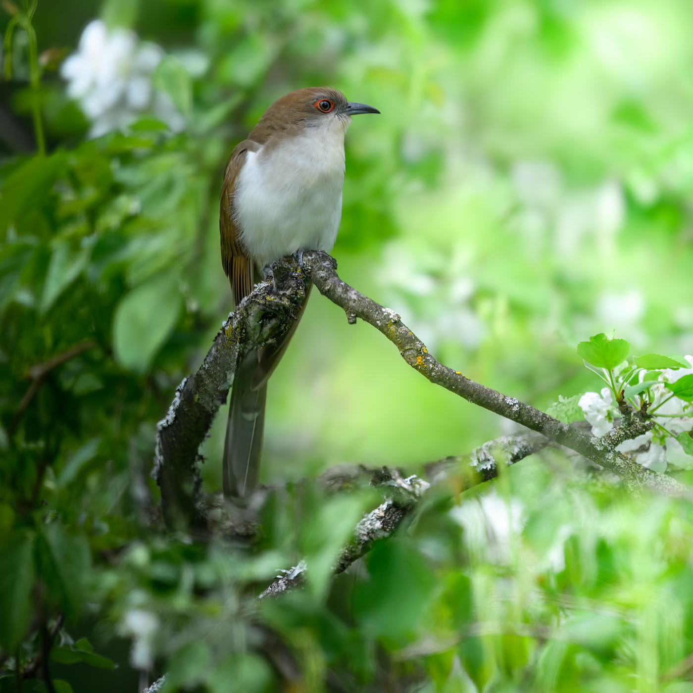 Black-billed cuckoo