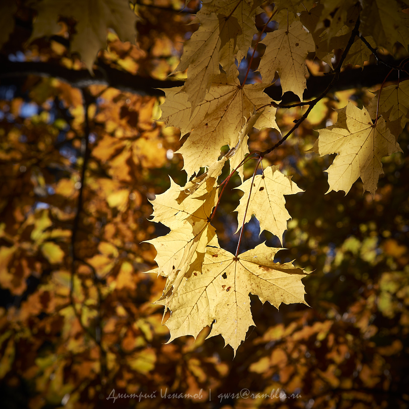 Золото осени (клён на фоне дуба)