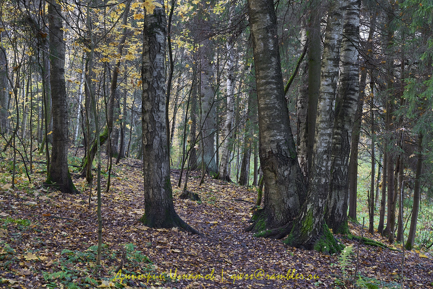 Осень в лесу