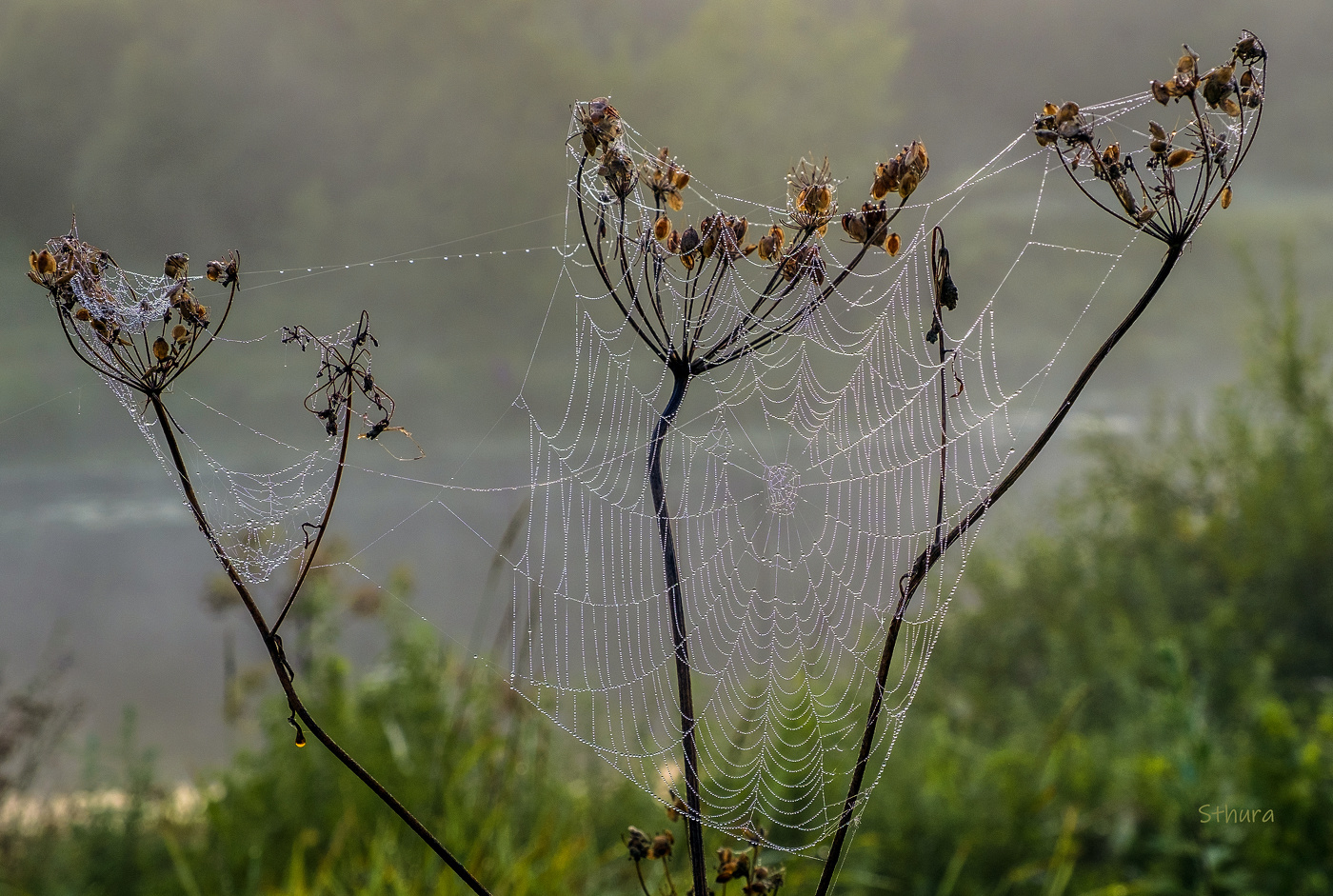 Паутина в росе.