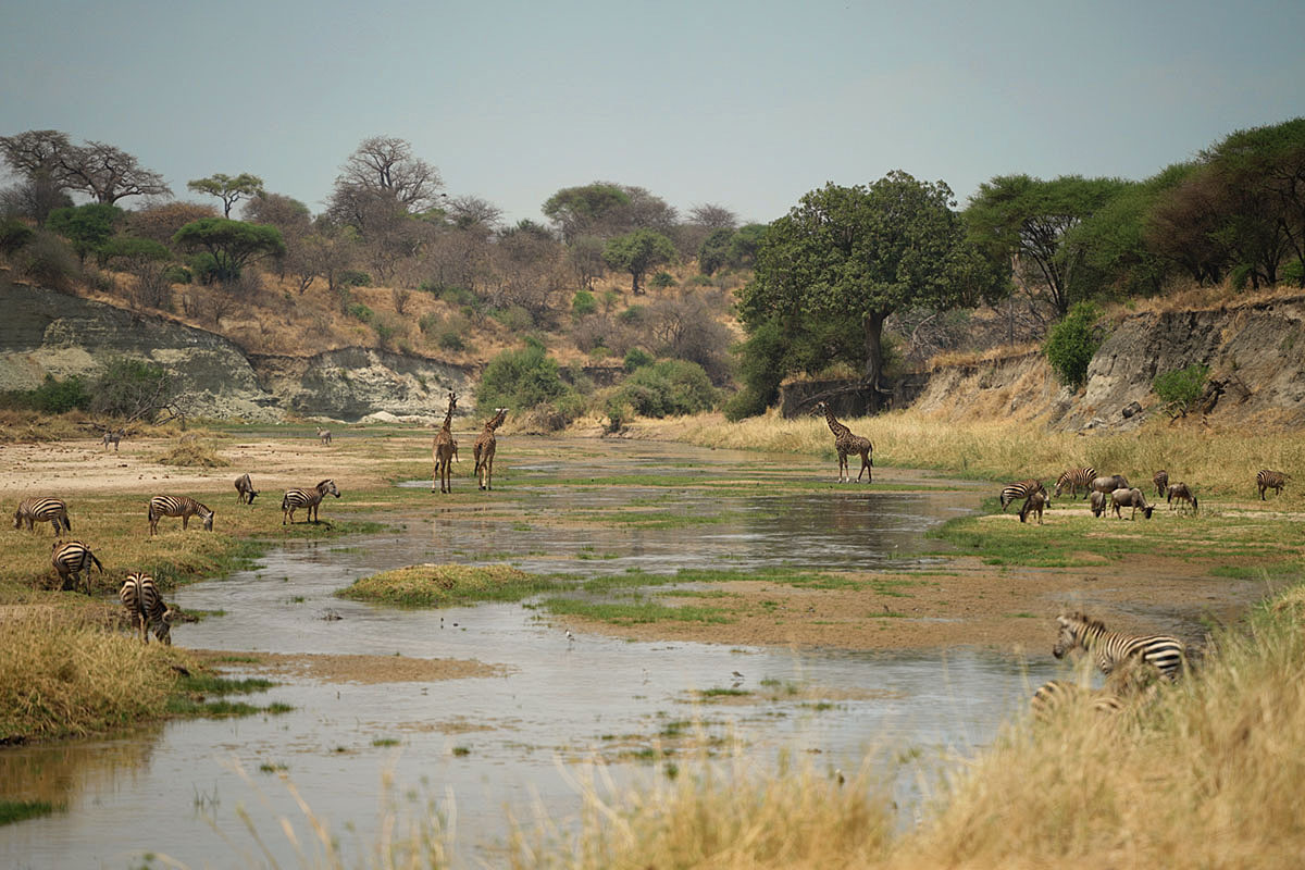 Джип-сафари в Танзании.