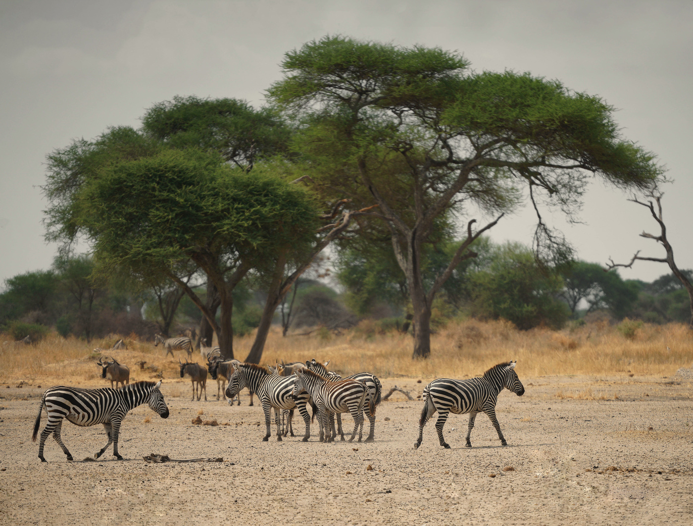 Танзания, сафари.